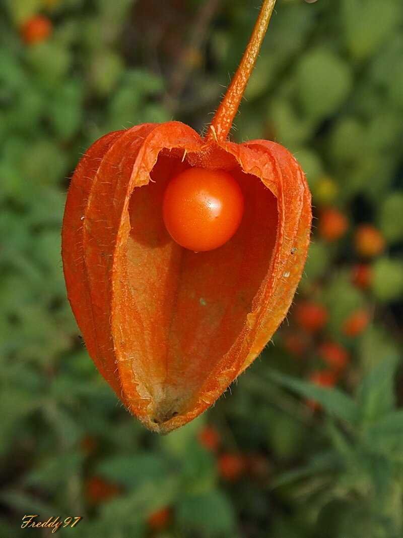 Физалис растение