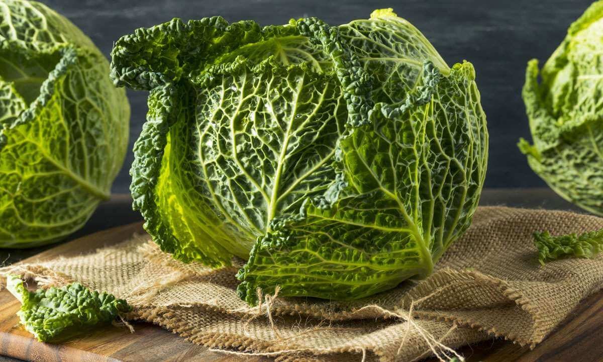 Савойская капуста обработка