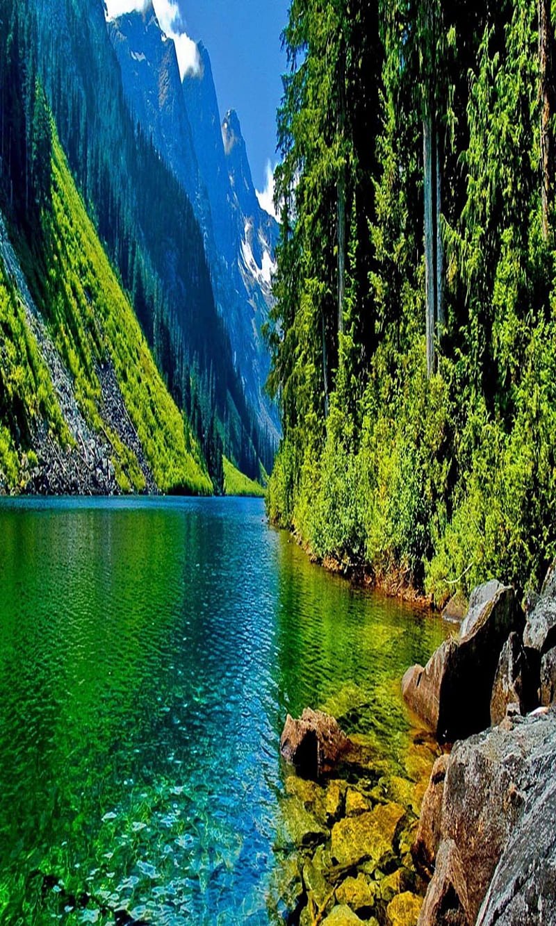 Природа вертикальные