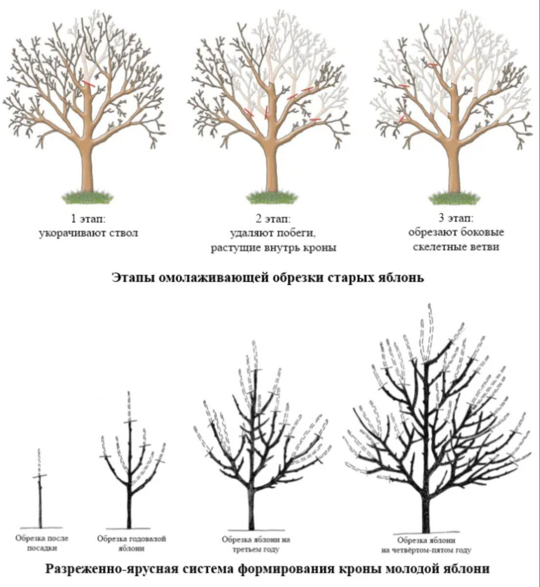 Подрезка яблонь весной схема