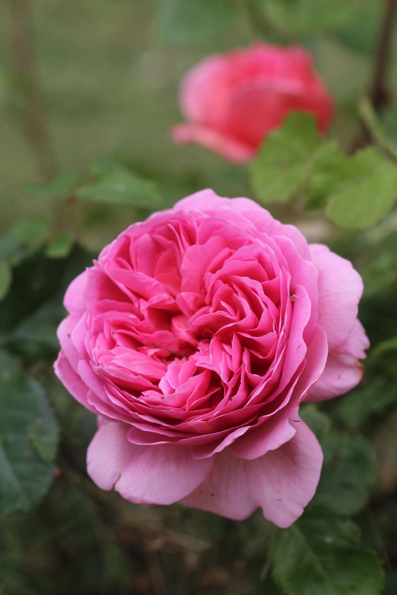 Rosa Princess Alexandra of Kent куст