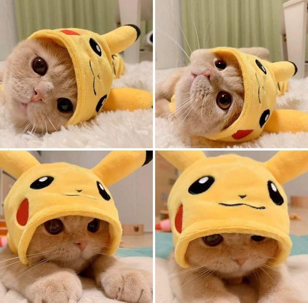 Кот в костюме Пикачу
