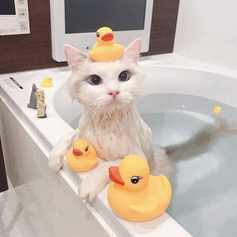 Котик в ванной
