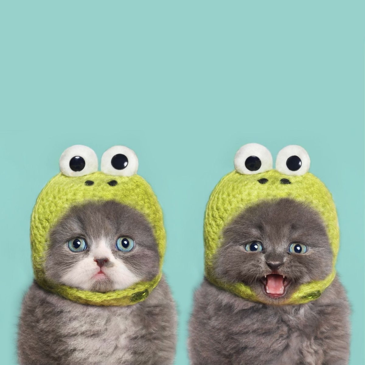 Кот в шапке