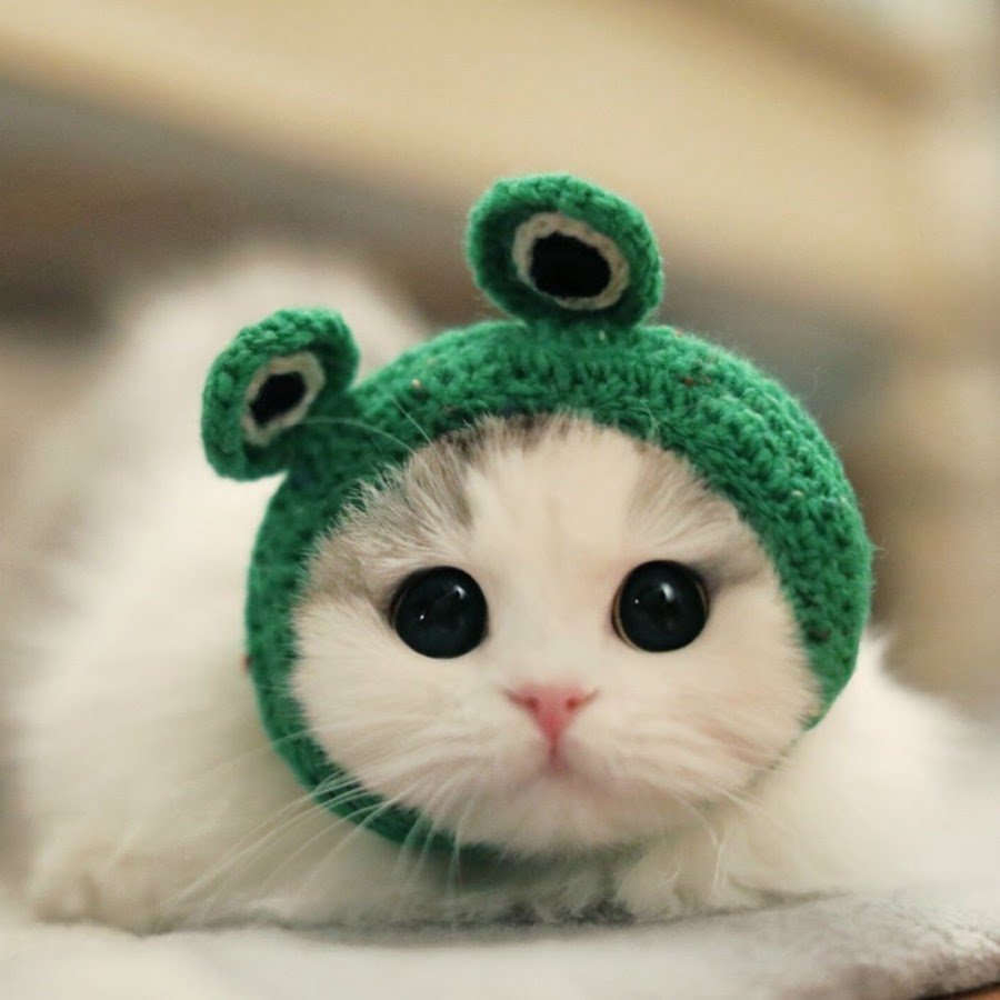 Милый котик в шапочке