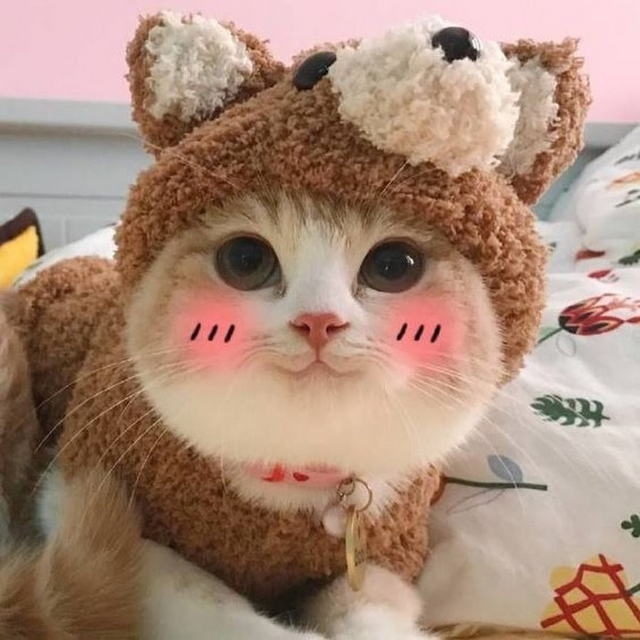 Милый котик в шапке