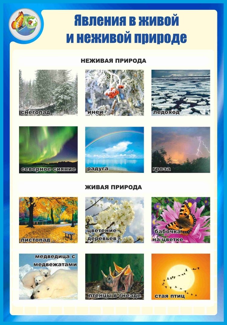 Живая и неживая природа