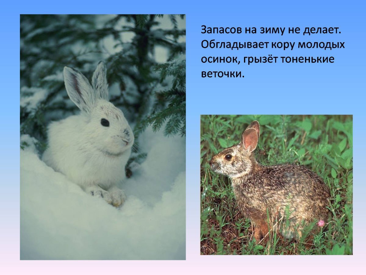 Изменения в живой природе зимой