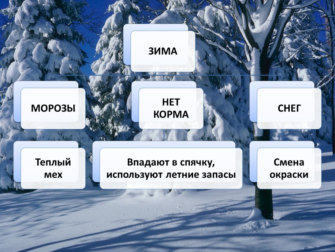 Зимние изменения в природе