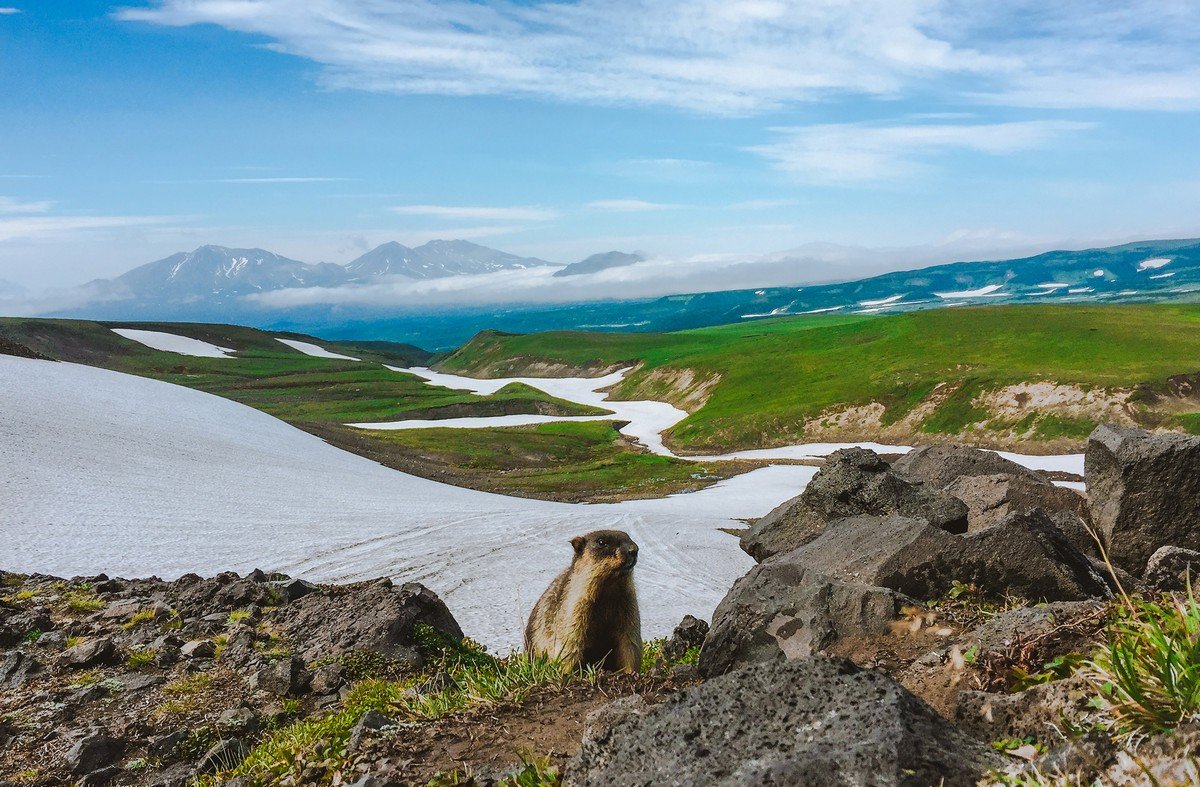 Дикая природа России National Geographic