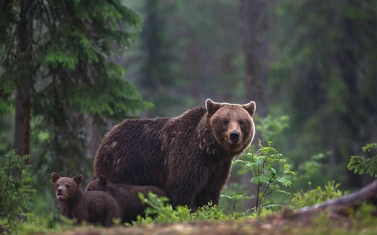 Бурый медведь в тайге России