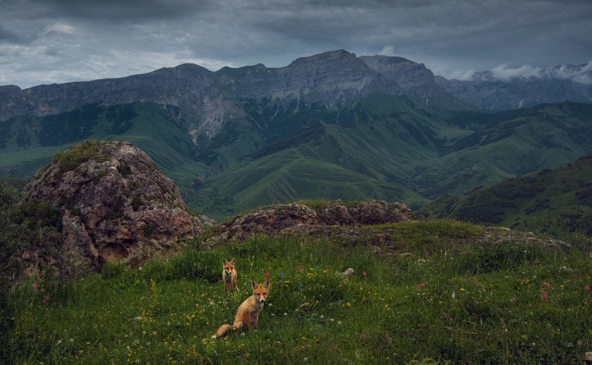 Дикая природа России National Geographic