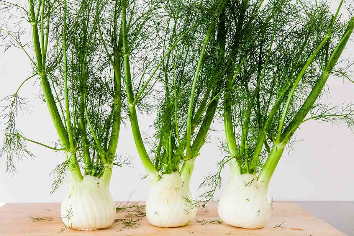 Растение Fennel