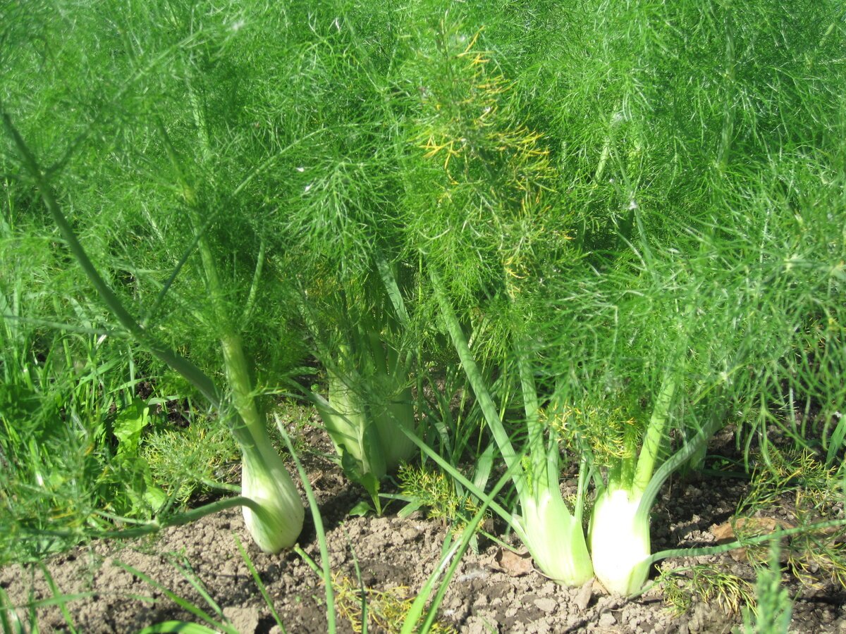 Фенхель. Foeniculum vulgare