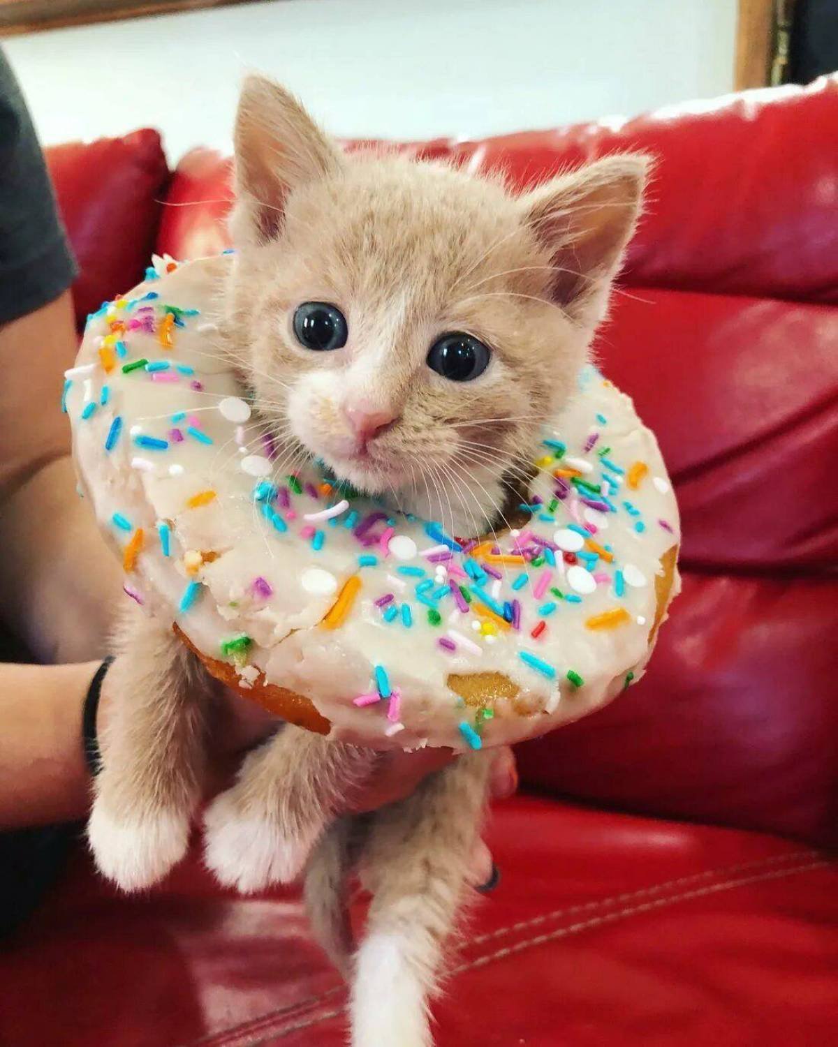 Котик в пончике