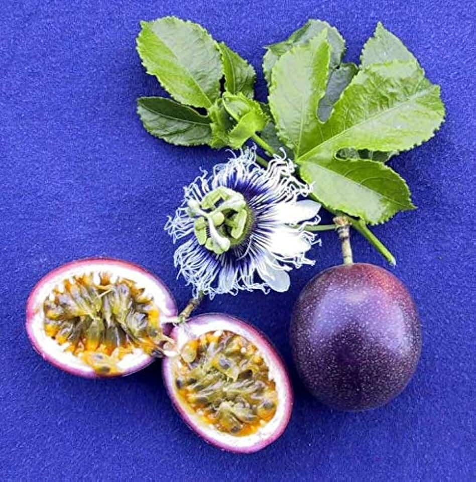 Пассифлора Эдулис маракуйя