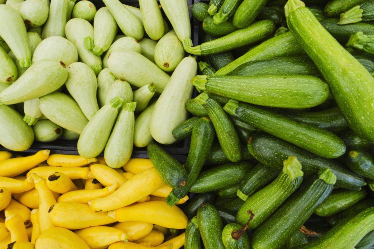 Кормовые кабачки