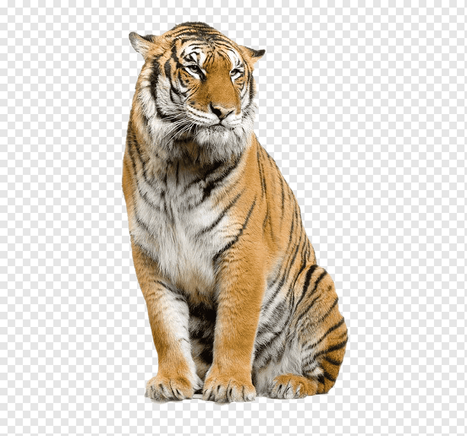 Tiger на белом фоне