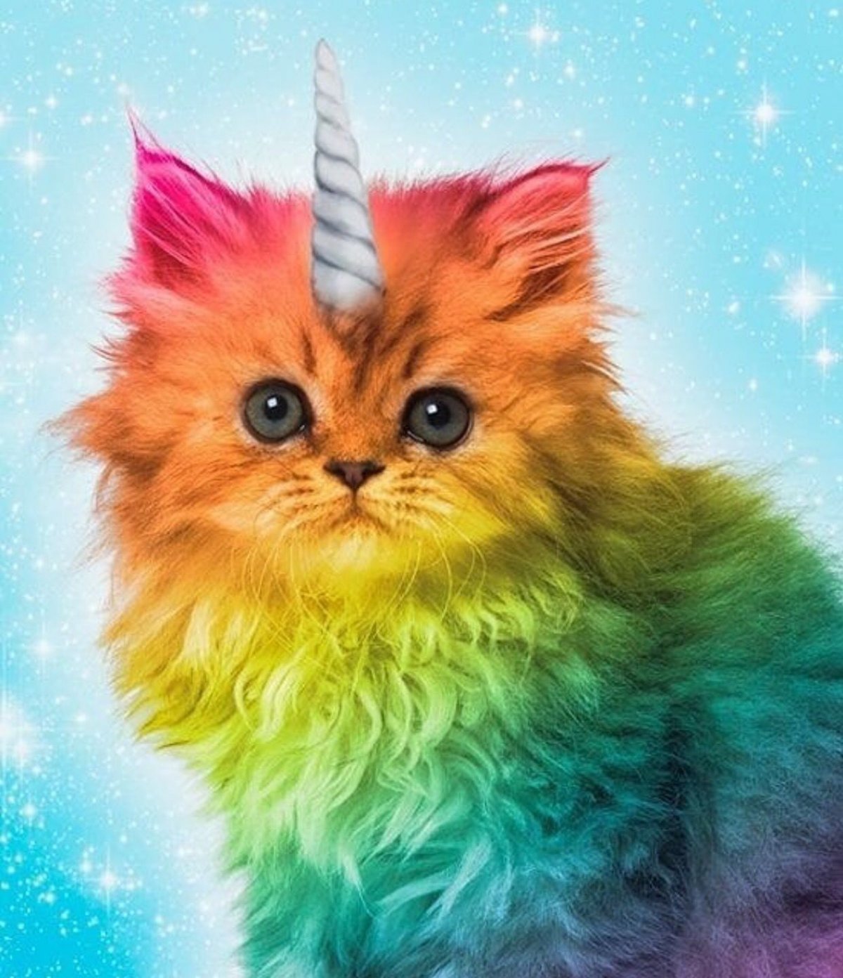 Радужная кошка