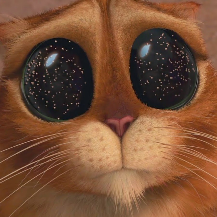 Кот Шрек глаза