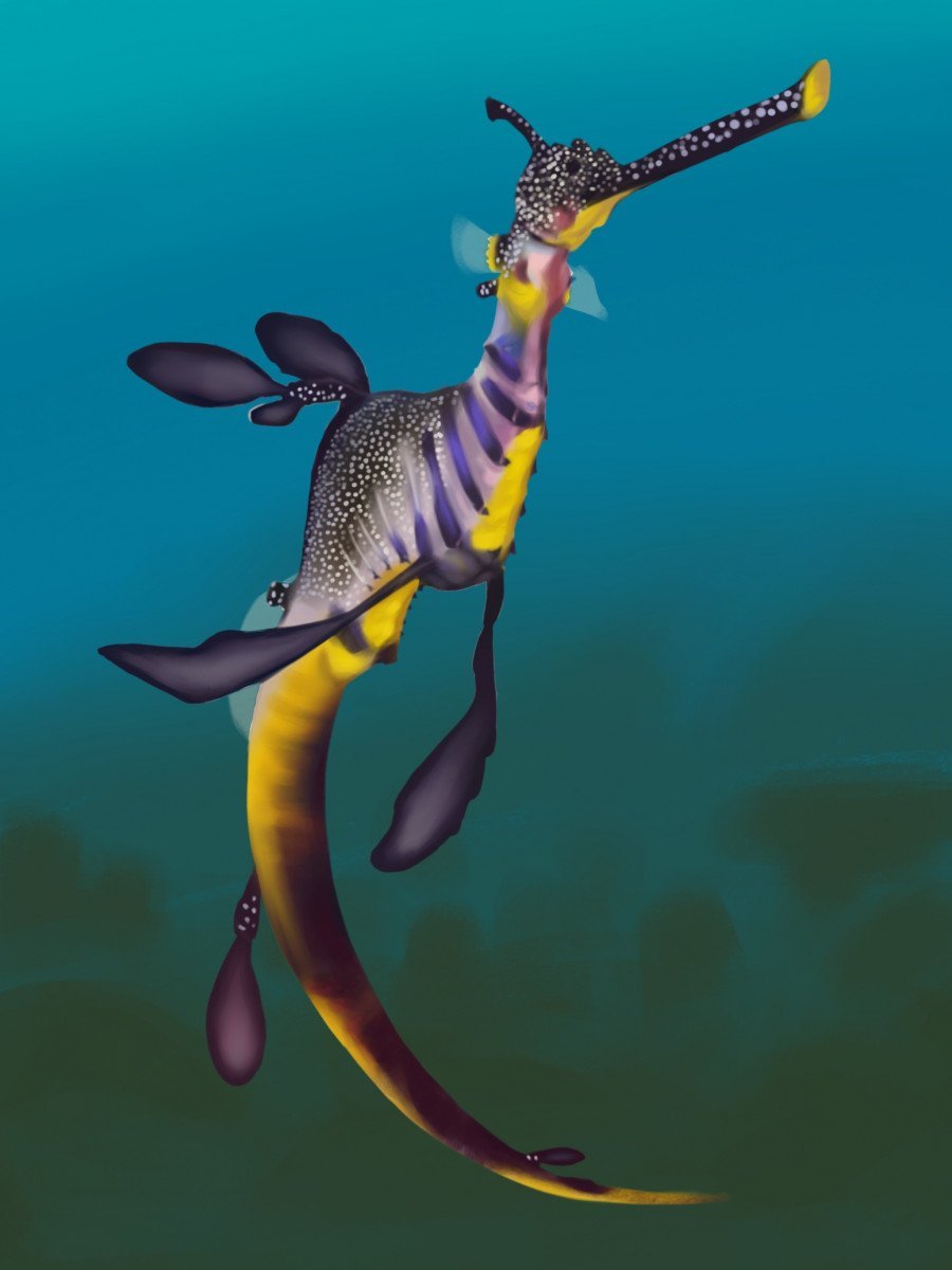 Phyllopteryx taeniolatus