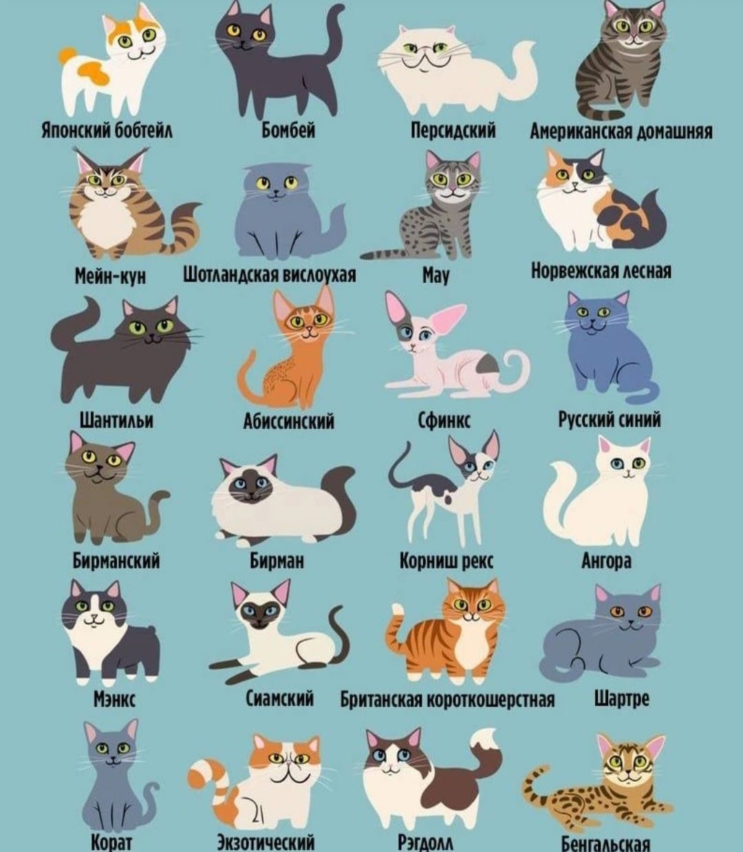 Коты породы тест