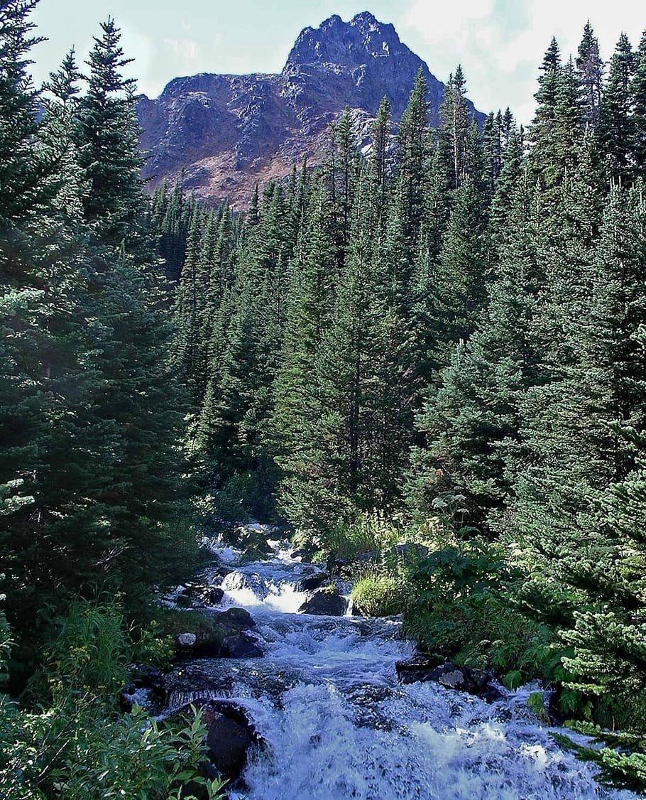 Лес горы река Forest Mountain River