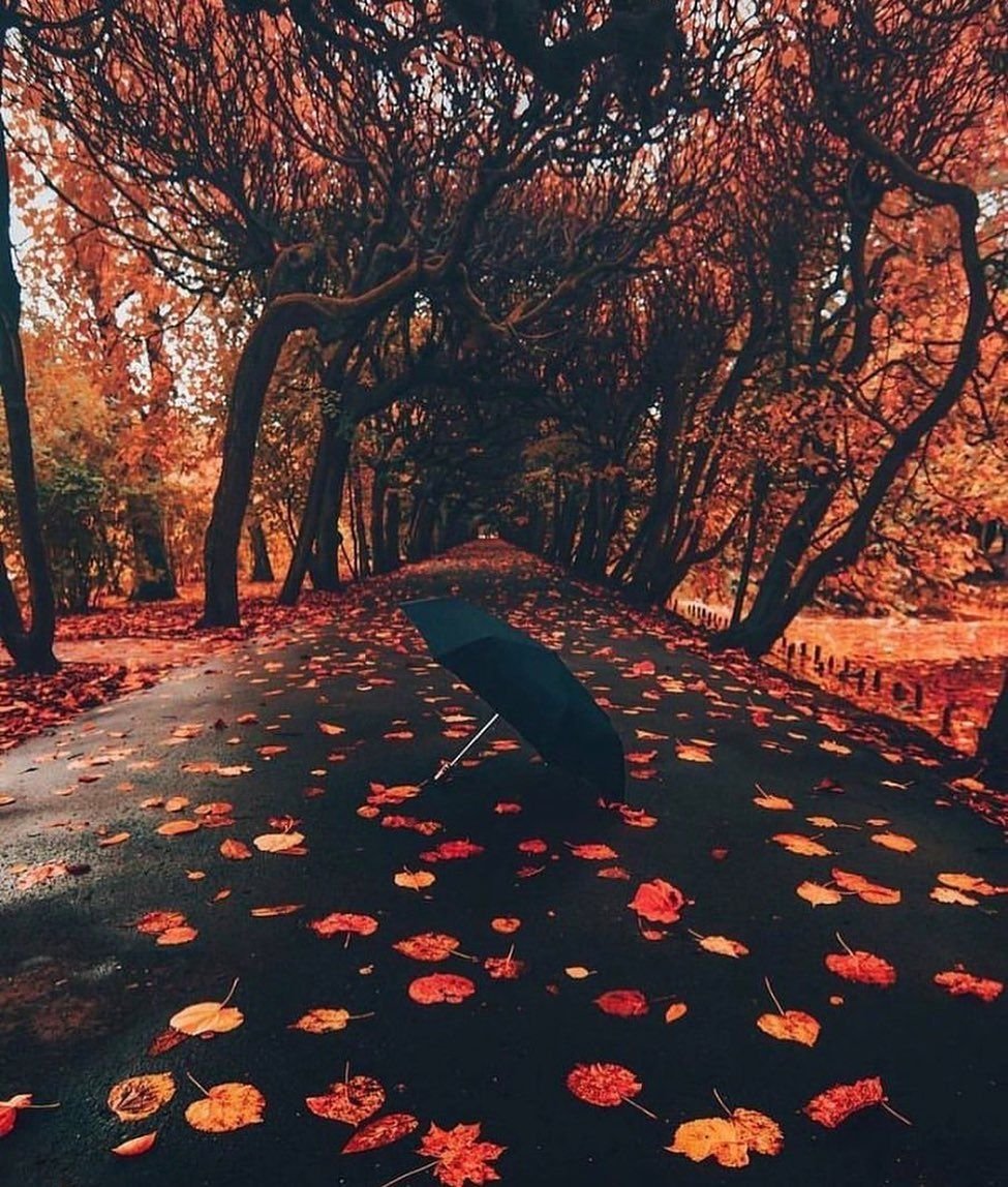 Осень Эстет