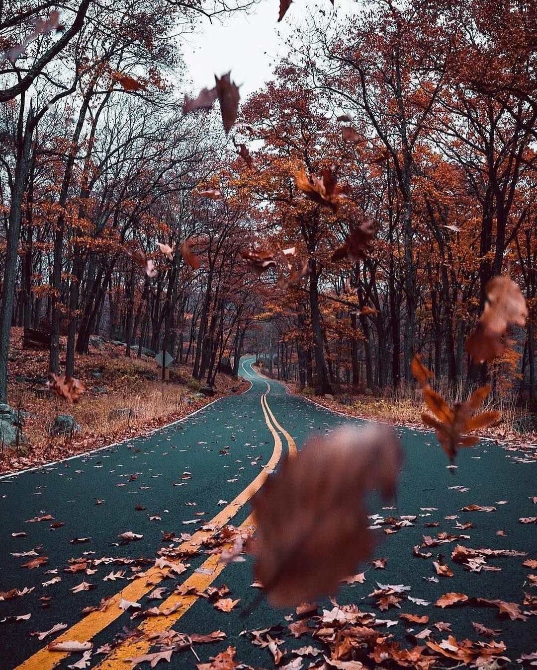 Осенний лес Эстетика