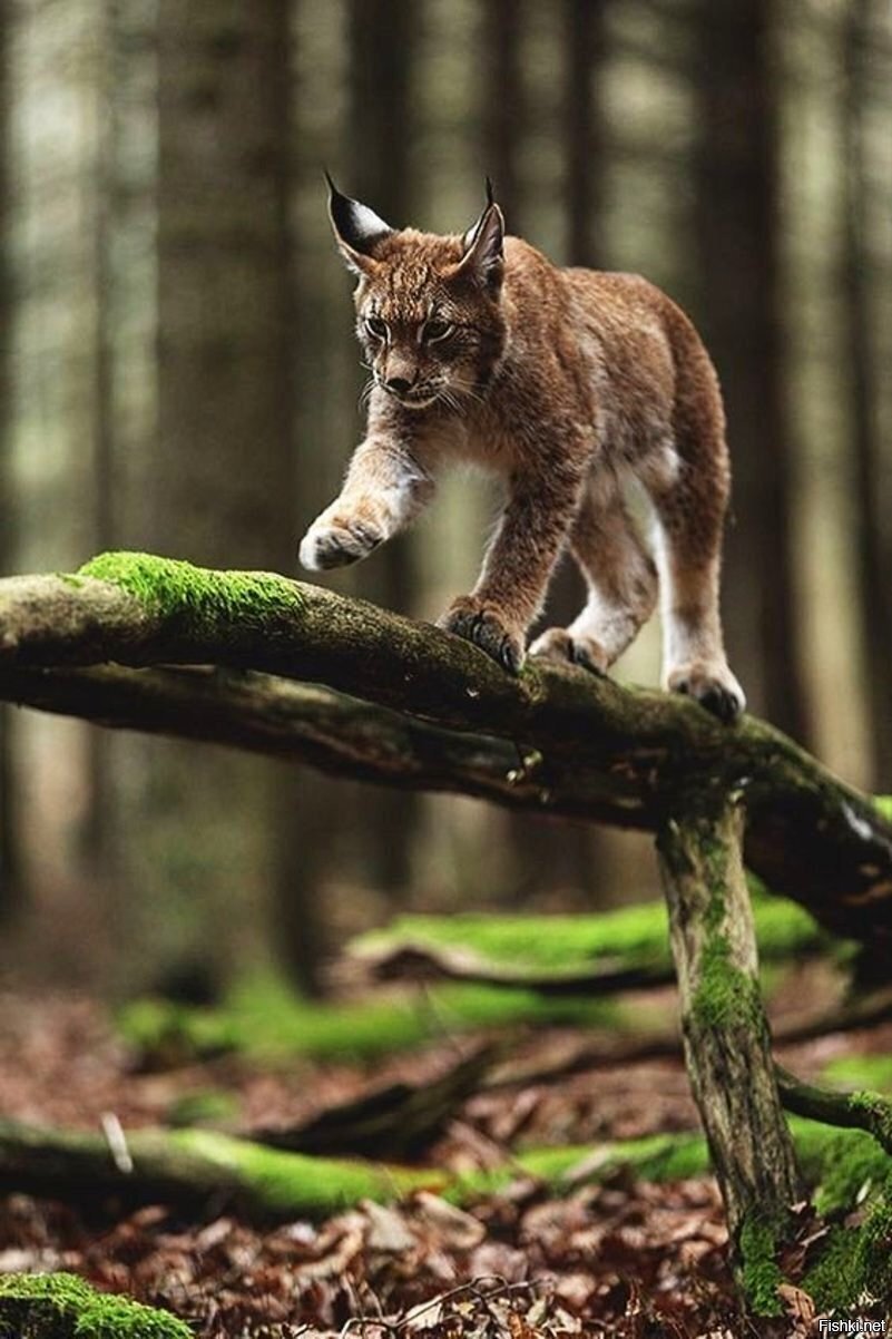 Рысь (Lynx Lynx) в дикой природе