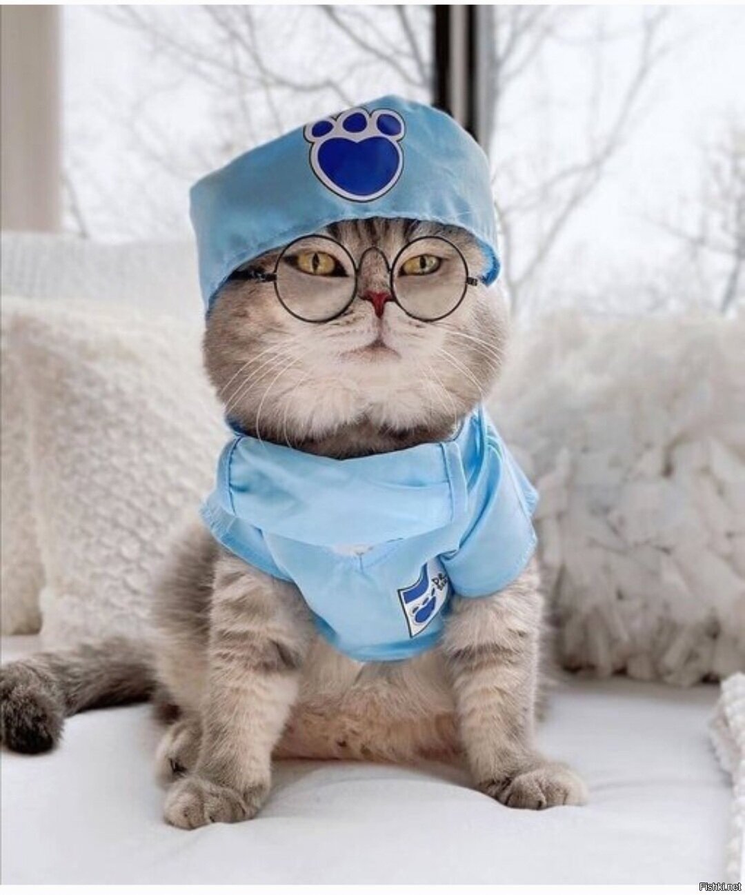 Кот врач