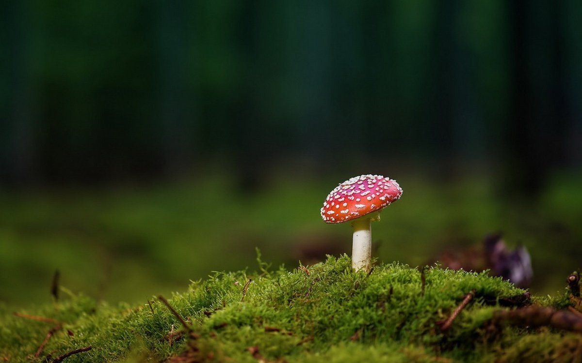 Мухоморчики мох