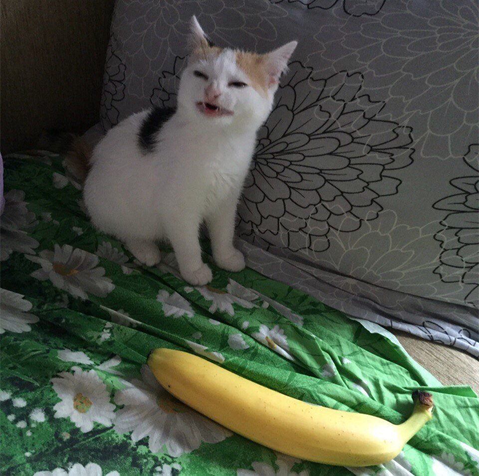 Бананья кот