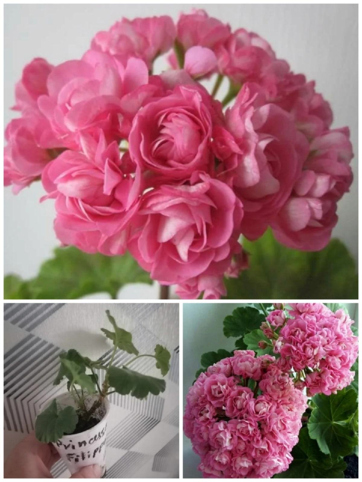 Пеларгония prinsessan Filippa