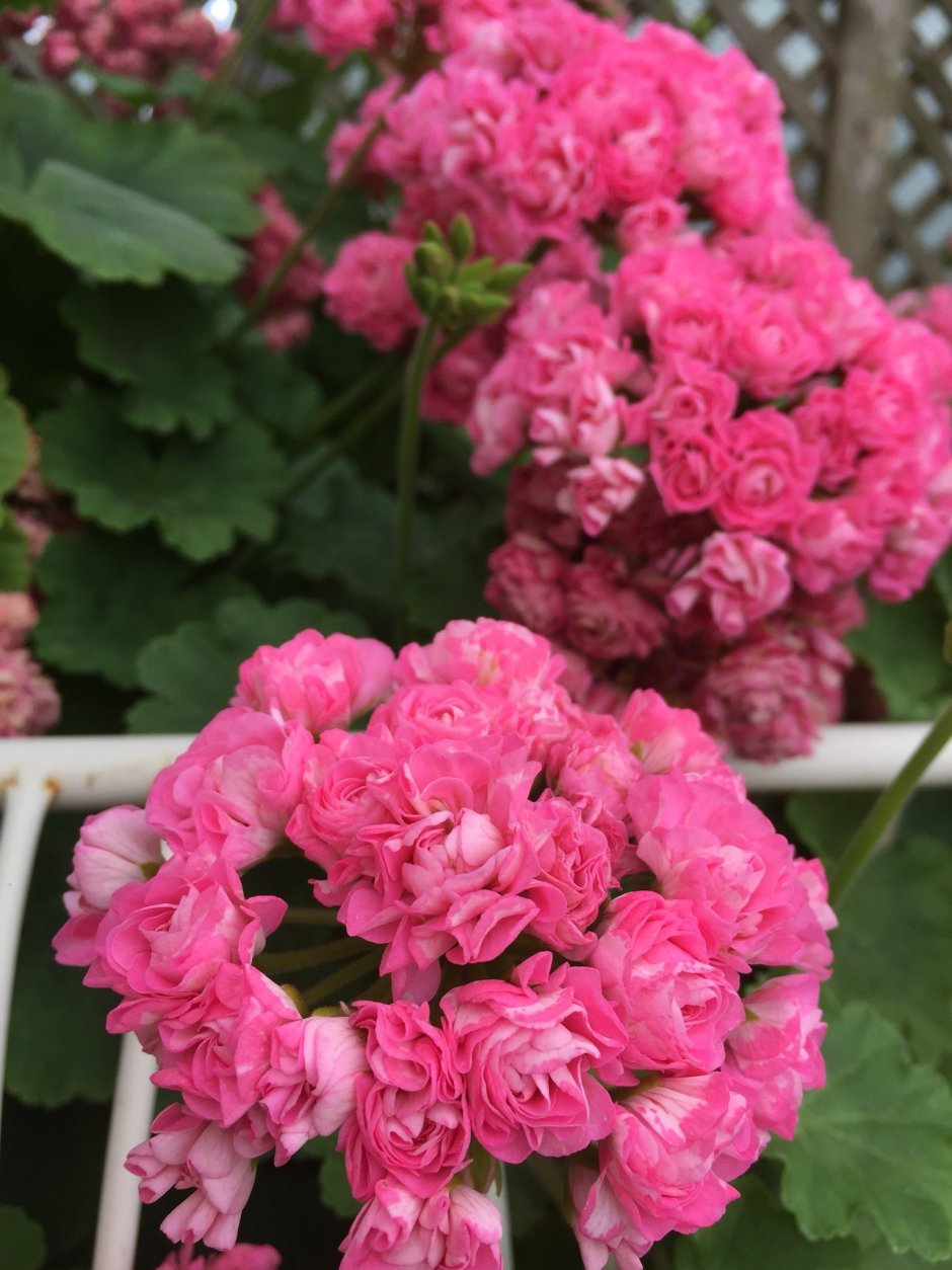Пеларгония Princess Filippa