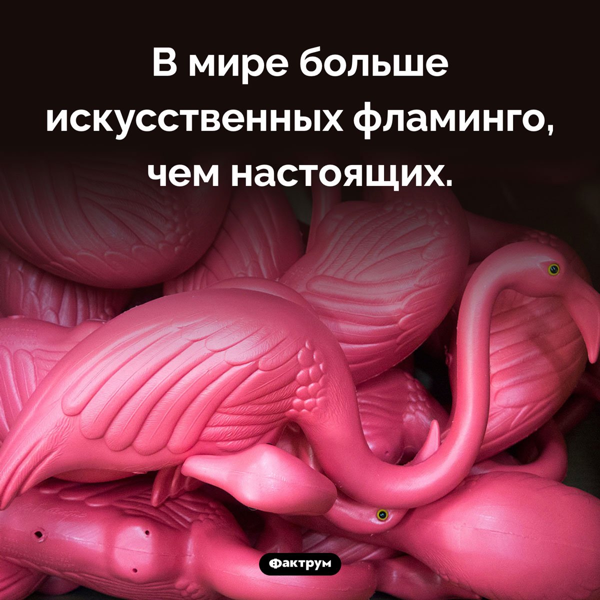 Факты о Фламинго