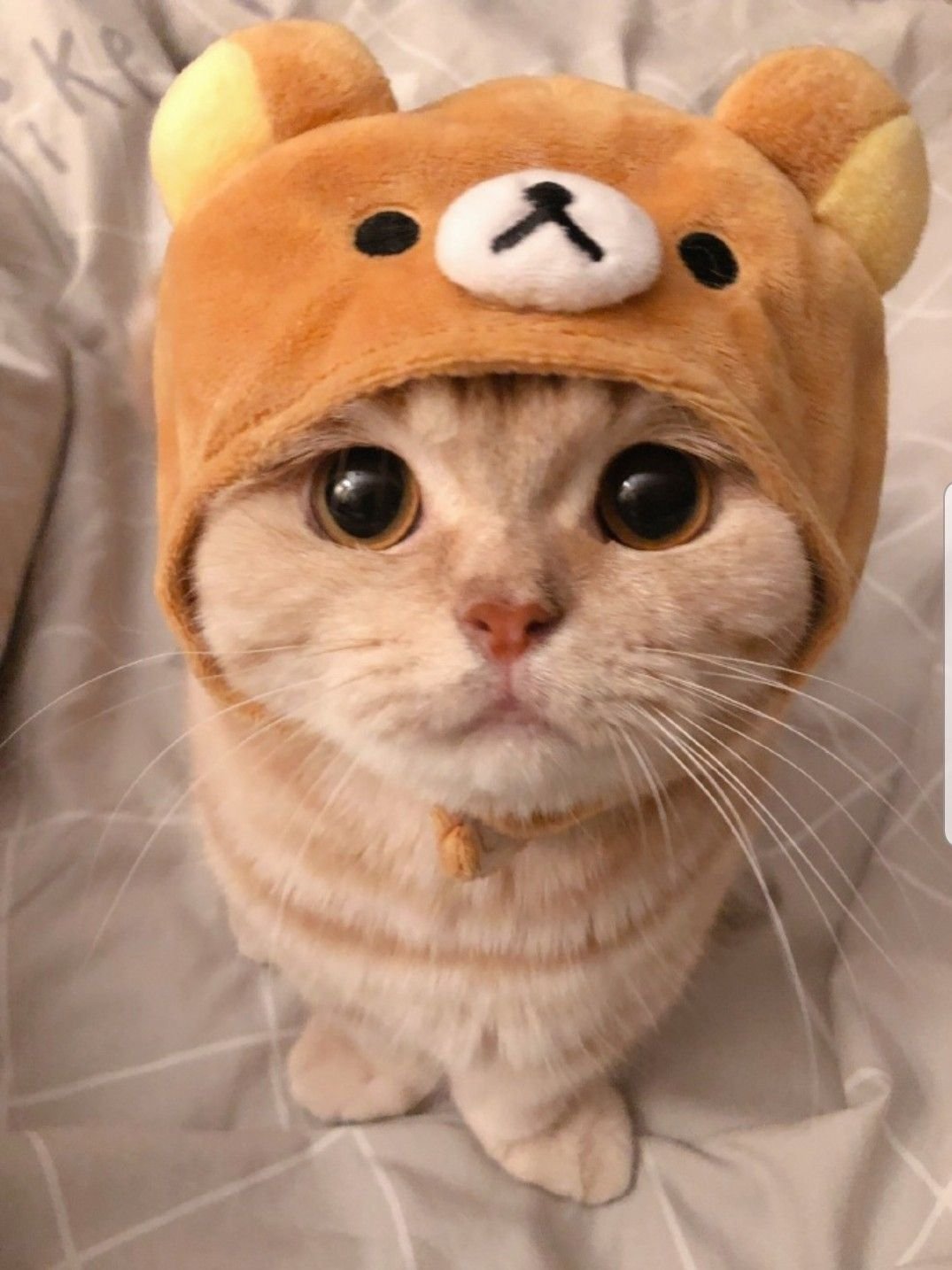 Забавные котики