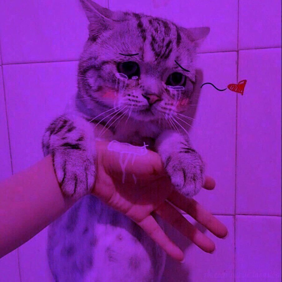 Коты сохраненки
