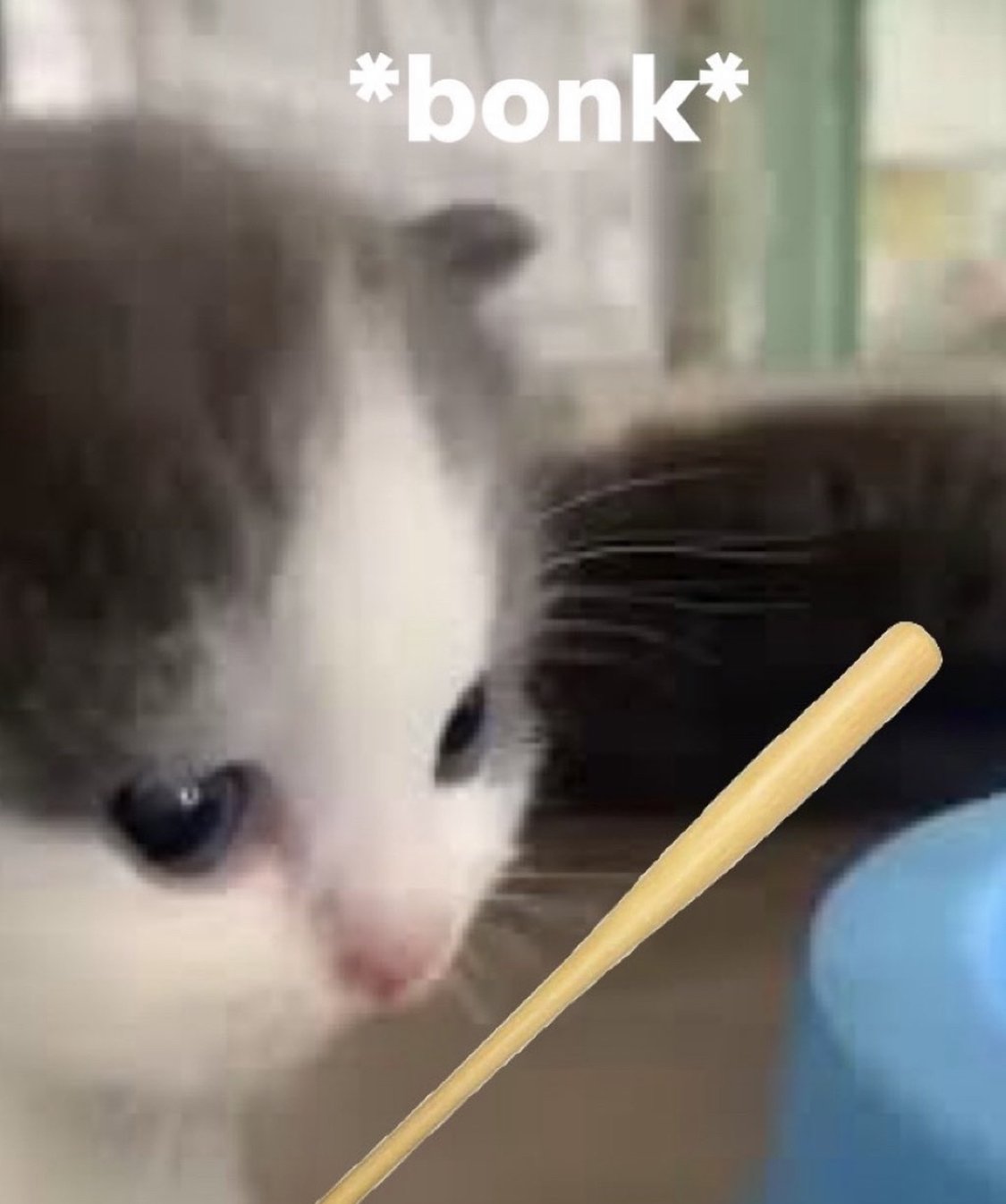 Котик hehe