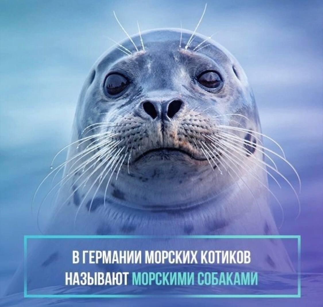Тюлень лента