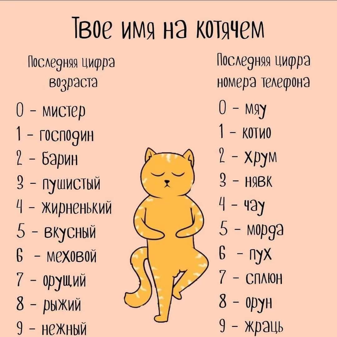 Имена для котят