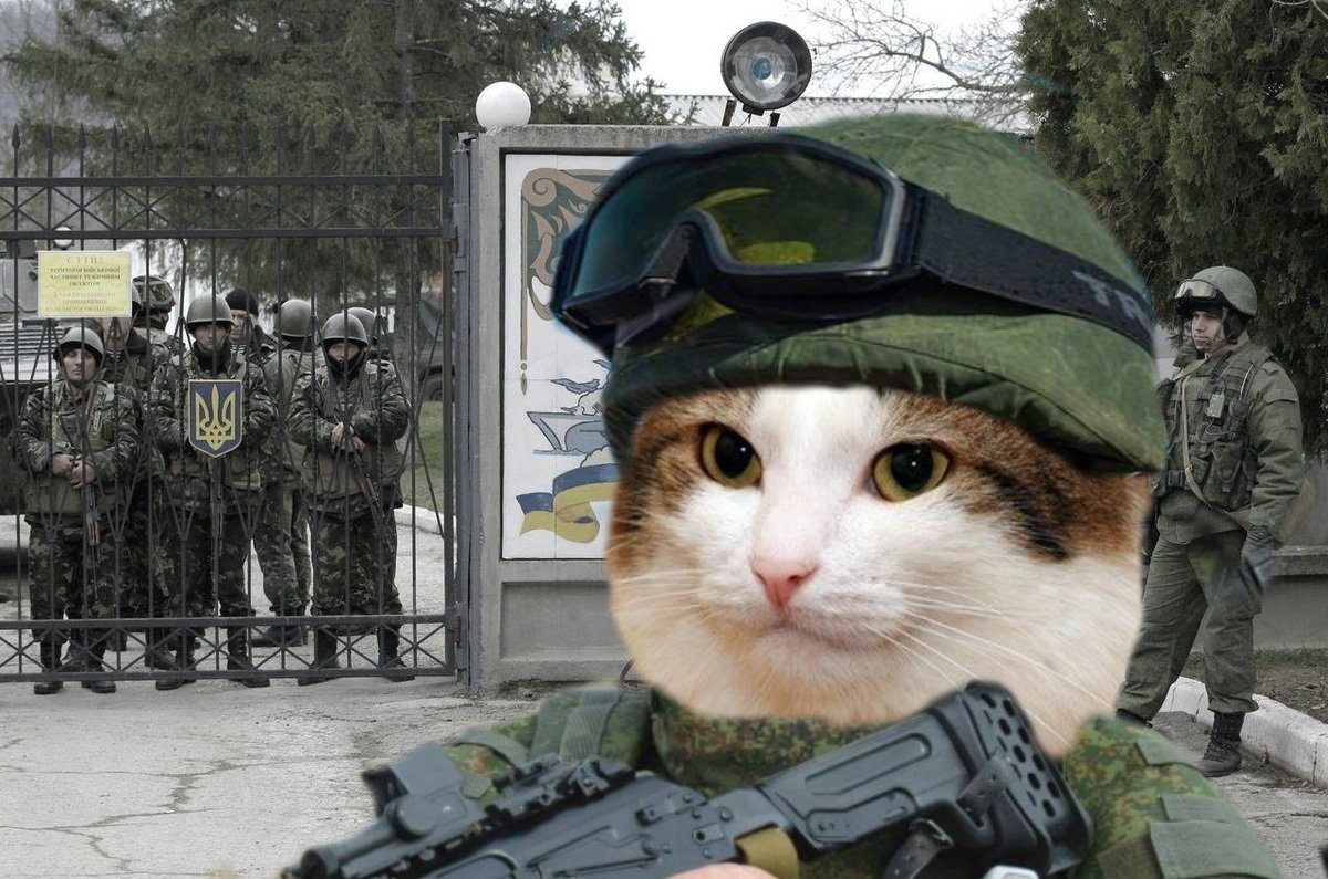 Кот спецназ