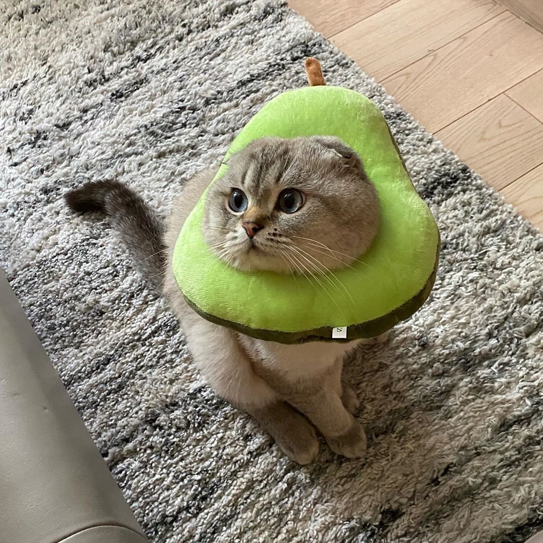 Милое авокадо котик