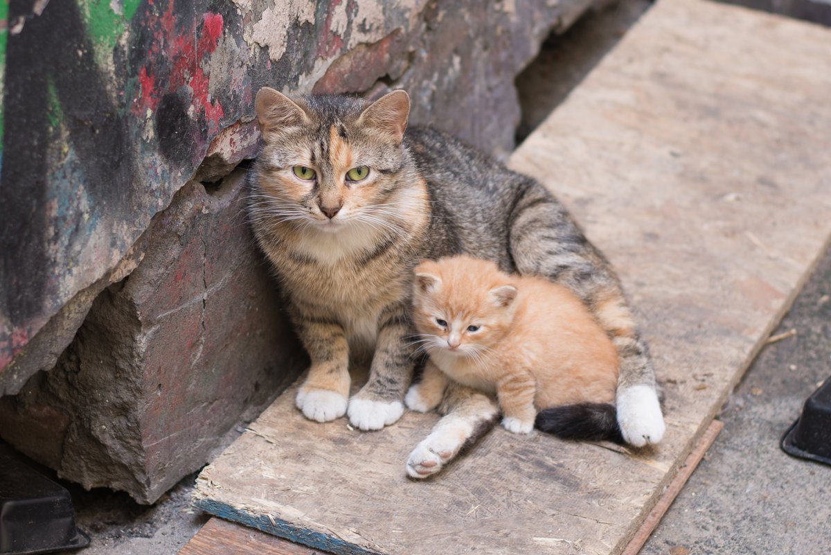 Бродячие кошки