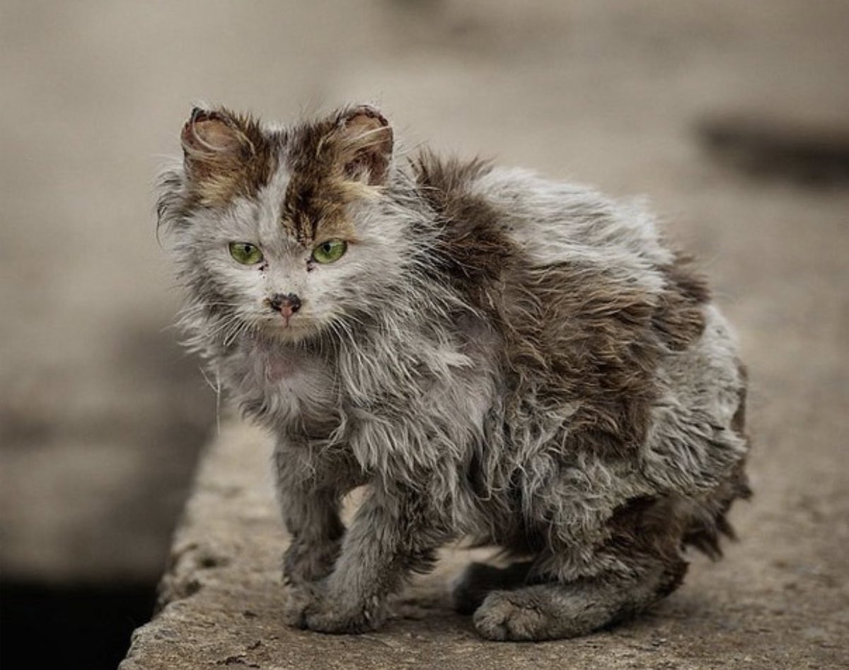 Бездомные кошки
