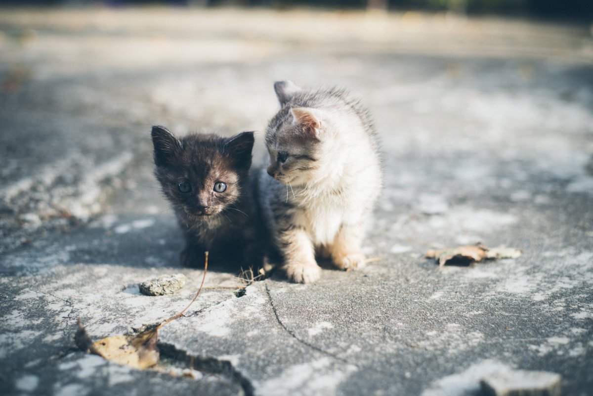 Бездомные котята