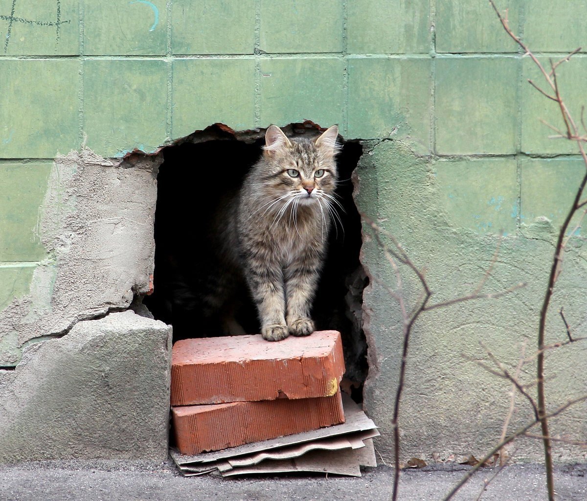 Бродячий кот