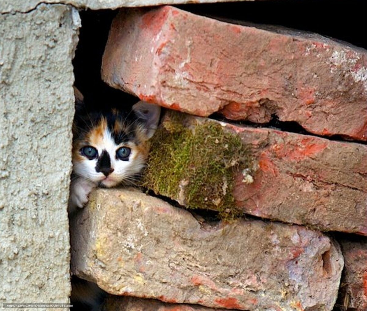 Фото красивого брошенного кота