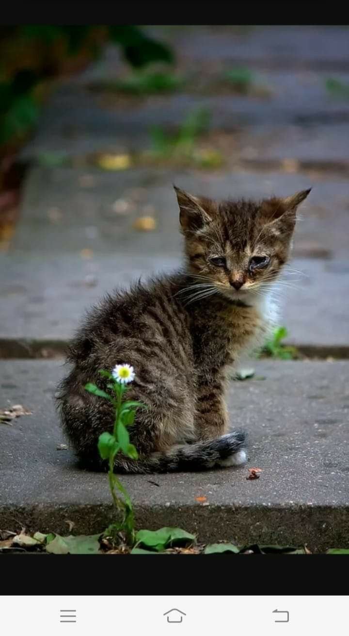Брошенный котенок