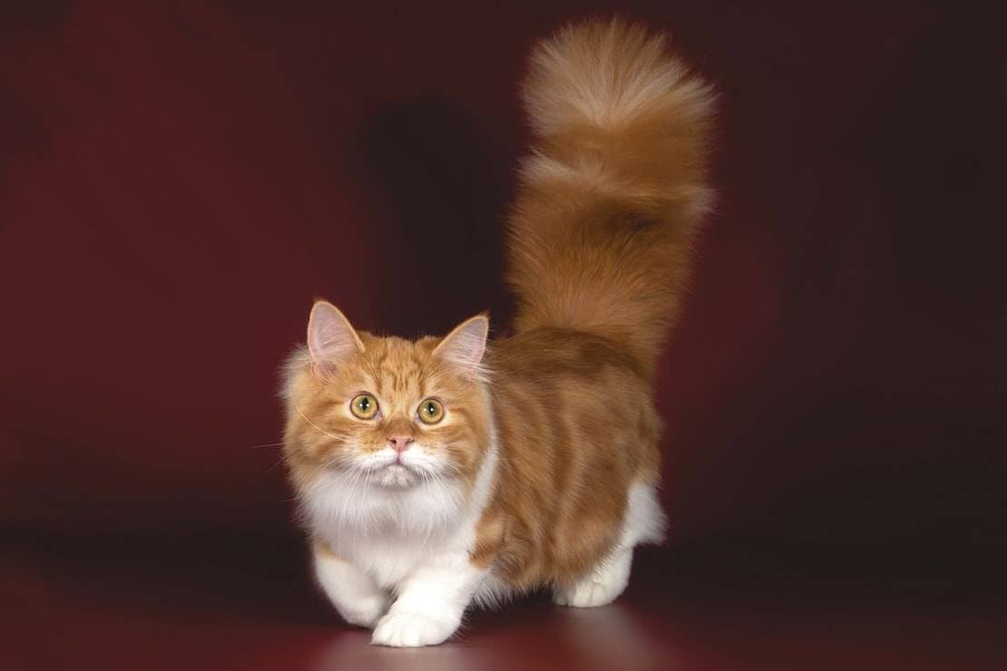 Коротколапые котята Манчкин